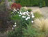 flower beds